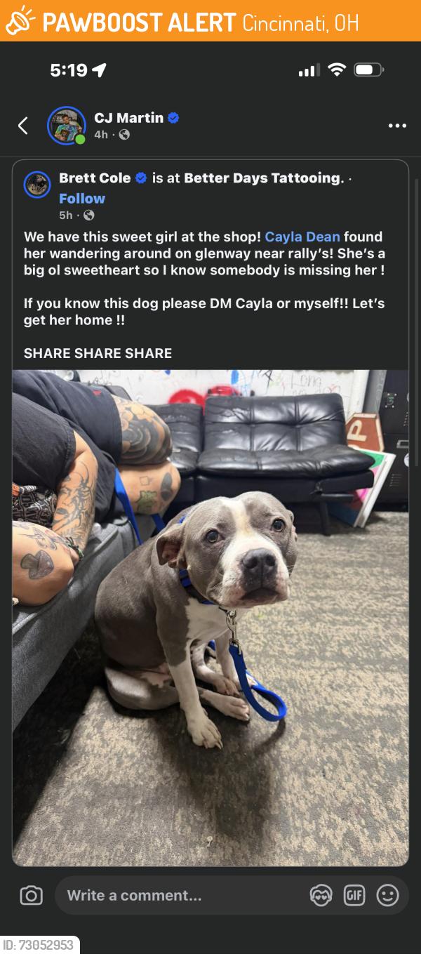 Found/Stray Female Dog last seen Better days tattoo, Cincinnati, OH 45238