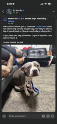 Found/Stray Female Dog last seen Better days tattoo, Cincinnati, OH 45238