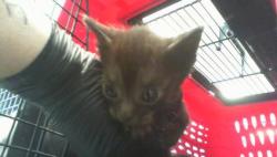 Shelter Stray Female Cat last seen CHARLOTTE, 8315 Byrum Dr, Charlotte, NC 28217, USA