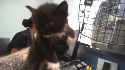 Shelter Stray Female Cat last seen CHARLOTTE, 8315 Byrum Dr, Charlotte, NC 28217, USA