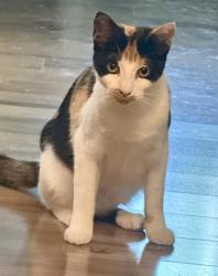 Shelter Stray Female Cat last seen , 4710 TX-151, San Antonio, TX 78227, USA