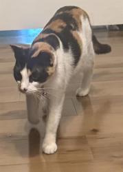 Shelter Stray Female Cat last seen , 4710 TX-151, San Antonio, TX 78227, USA