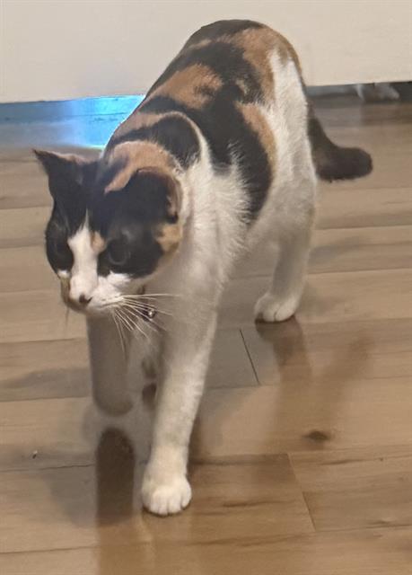 Shelter Stray Female Cat last seen , 4710 TX-151, San Antonio, TX 78227, USA