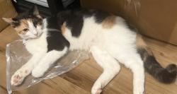 Shelter Stray Female Cat last seen , 4710 TX-151, San Antonio, TX 78227, USA