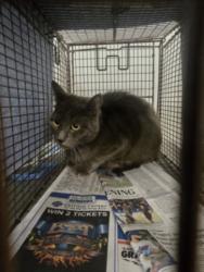 Shelter Stray Male Cat last seen , 1850 W 60th St, Los Angeles, CA 90047, USA