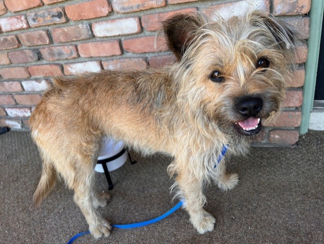 Shelter Stray Female Dog last seen Near BLOCK PACHAPPA DR, RIVERSIDE CA 92506, 6851 Van Buren Boulevard, Jurupa Valley, CA 92509, USA
