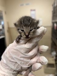 Shelter Stray Female Cat last seen Near BLOCK CRESTMORE RD, JURUPA VALLEY CA 92509, 6851 Van Buren Boulevard, Jurupa Valley, CA 92509, USA