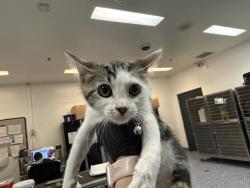 Shelter Stray Female Cat last seen Near AVENUE 54, COACHELLA CA 92236, Thousand Palms, CA, USA