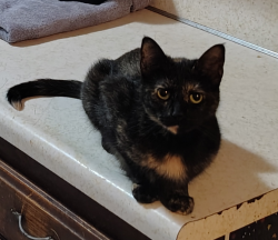 Lost Female Cat last seen SE 54th and Huddleston : Highland Park neighborhood, Oklahoma City, OK 73135
