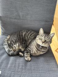Lost Male Cat last seen Terwillegar, near the rec centre , Edmonton, AB T6R
