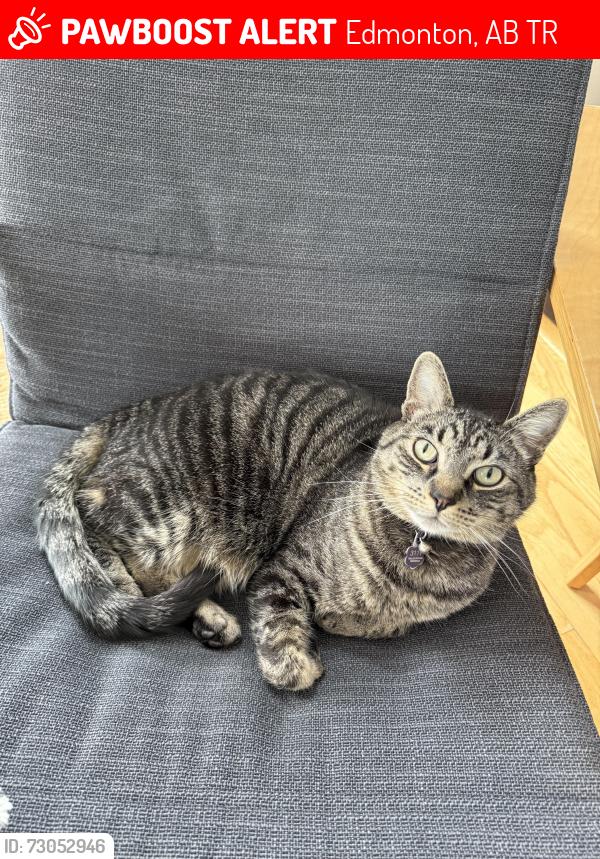 Lost Male Cat last seen Terwillegar, near the rec centre , Edmonton, AB T6R