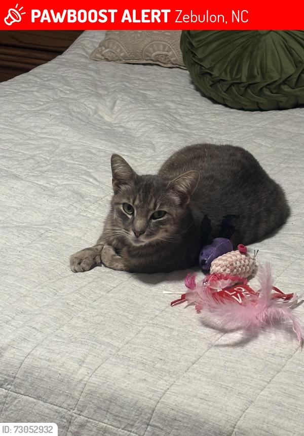 Lost Male Cat last seen Capital auto, Zebulon, NC 27597