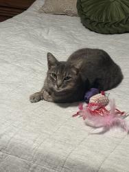 Lost Male Cat last seen Capital auto, Zebulon, NC 27597