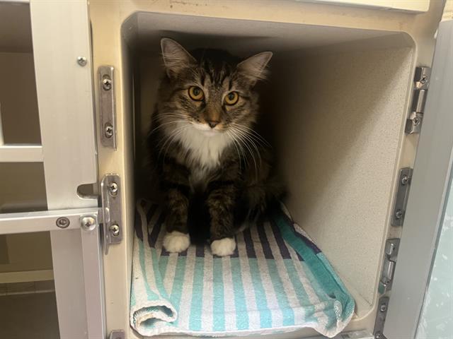 Shelter Stray Female Cat last seen Near BLOCK N MEADE ST, DENVER CO 80219, 1241 W Bayaud Ave, Denver, CO 80223, USA