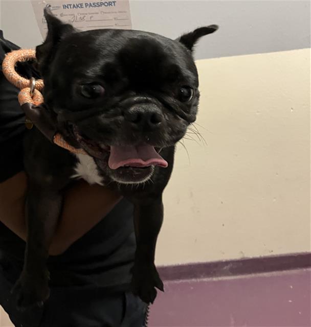 Shelter Stray Female Dog last seen Near BLOCK BLCK ELM AVE, LONG BEACH, CA, 90813, 7700 E Spring St, Long Beach, CA 90815, USA