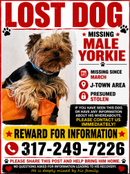 Lost Male Dog last seen Taylorsville Rd, Louisville, KY 40299