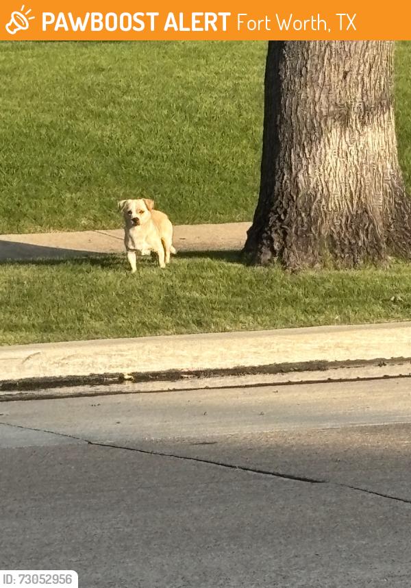 Found/Stray Male Dog last seen Willing Avenue and Jessamine, Fort Worth, TX 76110