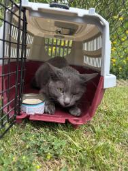 Found/Stray Unknown Cat last seen Chase on bishop rd in Willoughby hills, Willoughby Hills, OH 44092