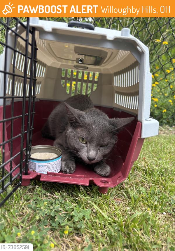 Found/Stray Unknown Cat last seen Chase on bishop rd in Willoughby hills, Willoughby Hills, OH 44092