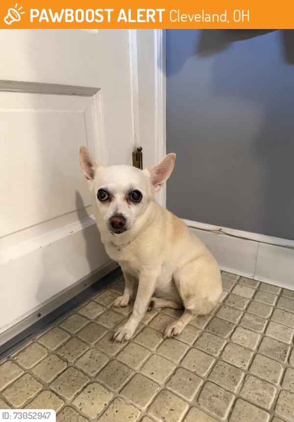 Found/Stray Female Dog last seen St Constantine And Helen Greek Orthodox Cathedral, Cleveland, OH 44118
