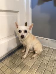 Found/Stray Female Dog last seen St Constantine And Helen Greek Orthodox Cathedral, Cleveland, OH 44118