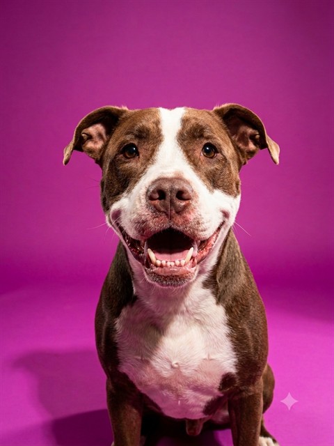 Shelter Stray Female Dog last seen OLD KINGS ROAD, 2020 Forest St, Jacksonville, FL 32204, USA
