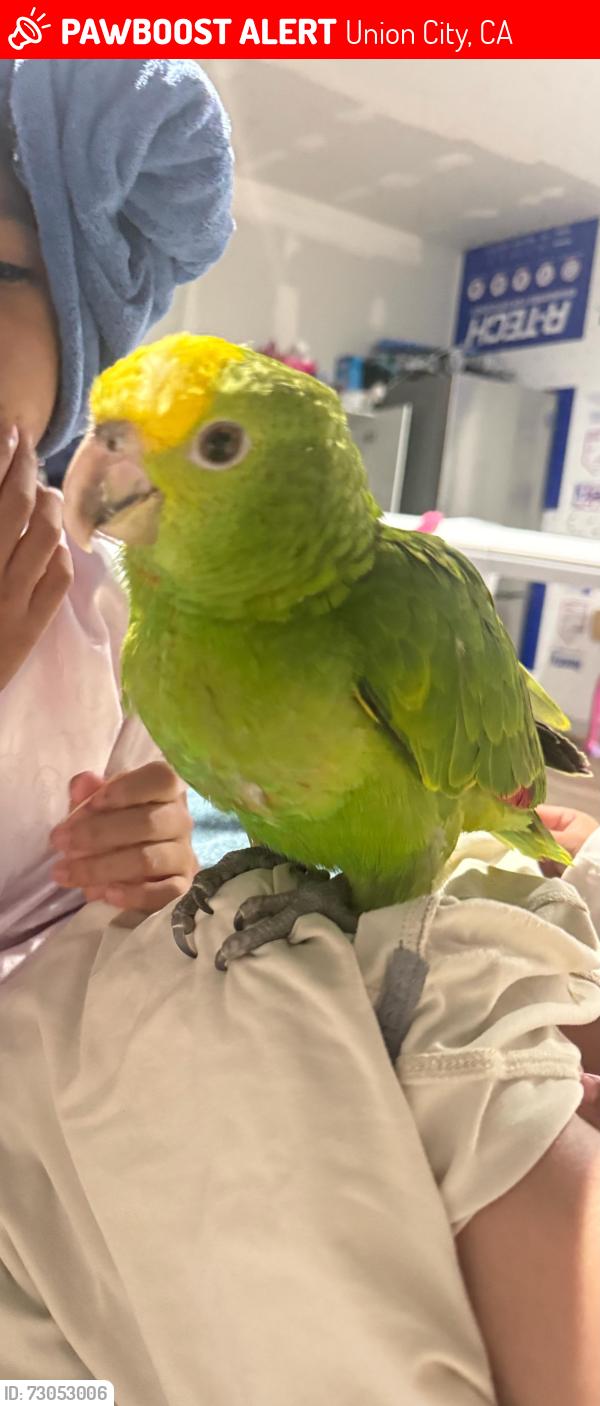 Lost Male Bird last seen Union city boulevard , Union City, CA 94587