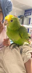 Lost Male Bird last seen Union city boulevard , Union City, CA 94587