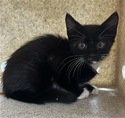 Shelter Stray Unknown Cat last seen , 232 Eslinger Way, Sanford, FL 32773, USA