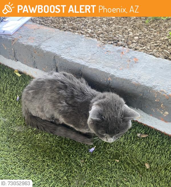 Found/Stray Female Cat last seen 14th street and glenrosa, Phoenix, AZ 85014