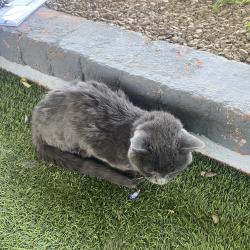 Found/Stray Female Cat last seen 14th street and glenrosa, Phoenix, AZ 85014