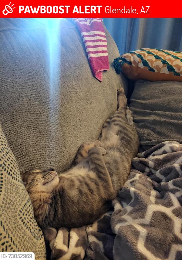 Lost Male Cat last seen 49th Ave + Whispering Wind Dr, Glendale, AZ 85310