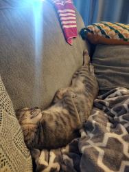 Lost Male Cat last seen 49th Ave + Whispering Wind Dr, Glendale, AZ 85310