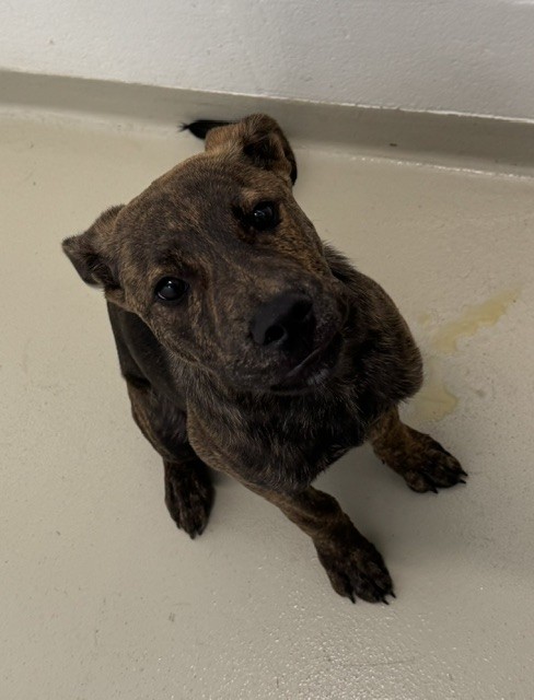 Shelter Stray Male Dog last seen CHERRY ST RAILROAD TRACKS, 1950 Stevenson Blvd, Fremont, CA 94538, USA