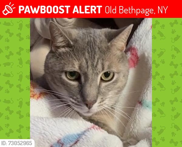 Lost Female Cat last seen Near the field in the middle of campsites g-i , Old Bethpage, NY 11804