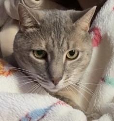 Lost Female Cat last seen Near the field in the middle of campsites g-i , Old Bethpage, NY 11804