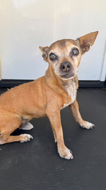 Shelter Stray Male Dog last seen Near BLK OREGANO, BAKERSFIELD, CA, 201 S Mt Vernon Ave, Bakersfield, CA 93307, USA