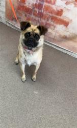Shelter Stray Female Dog last seen S REXFORD ST X CARDAMON ST, 333 Chandler Pl, San Bernardino, CA 92408, USA
