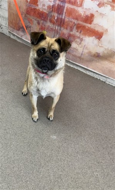 Shelter Stray Female Dog last seen S REXFORD ST X CARDAMON ST, 333 Chandler Pl, San Bernardino, CA 92408, USA