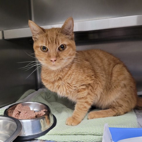 Shelter Stray Male Cat last seen , 11361 W Pico Blvd, Los Angeles, CA 90064, USA