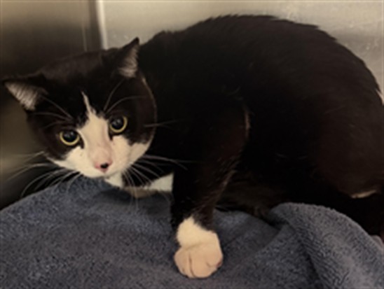 Shelter Stray Male Cat last seen , 11361 W Pico Blvd, Los Angeles, CA 90064, USA