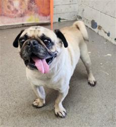 Shelter Stray Male Dog last seen FOOTHILL X MACY, 333 Chandler Pl, San Bernardino, CA 92408, USA