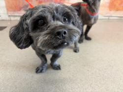Shelter Stray Male Dog last seen ARROW RTE X S PENNSYLVANIA AVE, 333 Chandler Pl, San Bernardino, CA 92408, USA
