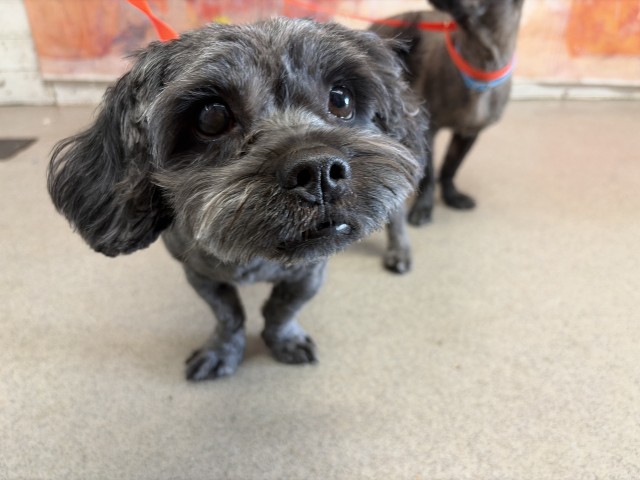 Shelter Stray Male Dog last seen ARROW RTE X S PENNSYLVANIA AVE, 333 Chandler Pl, San Bernardino, CA 92408, USA