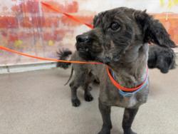 Shelter Stray Male Dog last seen ARROW RTE X S PENNSYLVANIA AVE, 333 Chandler Pl, San Bernardino, CA 92408, USA
