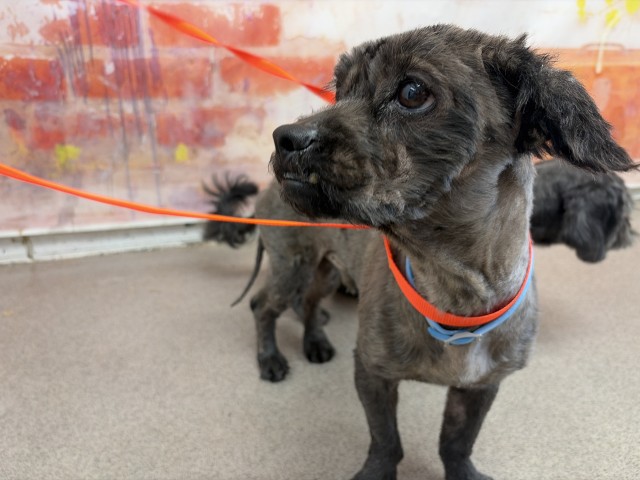 Shelter Stray Male Dog last seen ARROW RTE X S PENNSYLVANIA AVE, 333 Chandler Pl, San Bernardino, CA 92408, USA
