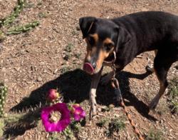 Shelter Stray Female Dog last seen Near BLOCK OLD LAS VEGAS HWY SANTA FE NM 87505, 100 Caja Del Rio Rd, Santa Fe, NM 87507, USA