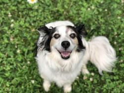 Lost Female Dog last seen Rt 97 Boxford/ Pyebrook Lane, Boxford, MA 01921