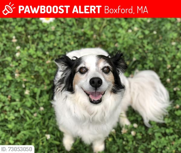 Lost Female Dog last seen Rt 97 Boxford/ Pyebrook Lane, Boxford, MA 01921