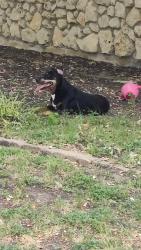 Found/Stray Female Dog last seen Wales Ave and Welch , Fort Worth, TX 76133